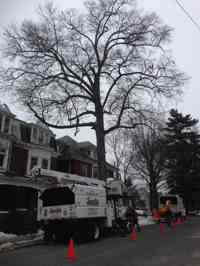 Pruning a historic tree.